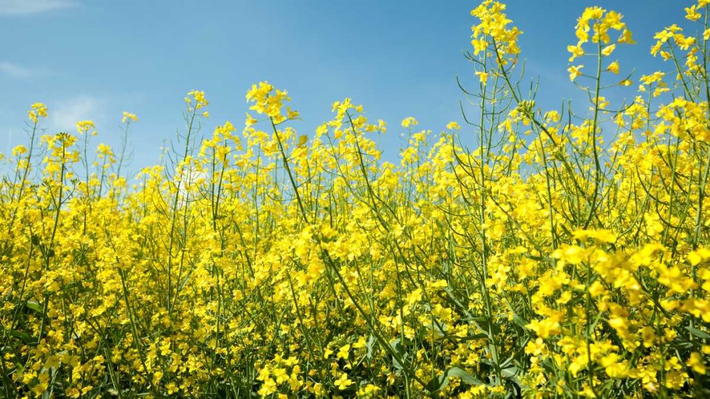 China probes Canadian canola